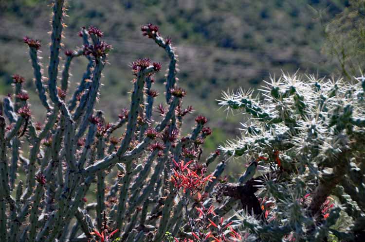 cacti